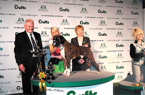 Boxer wins best sale crufts